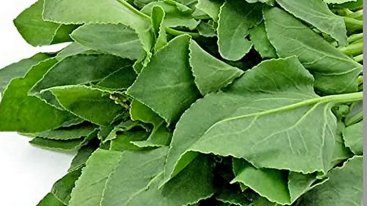 மருத்துவப்பயன்