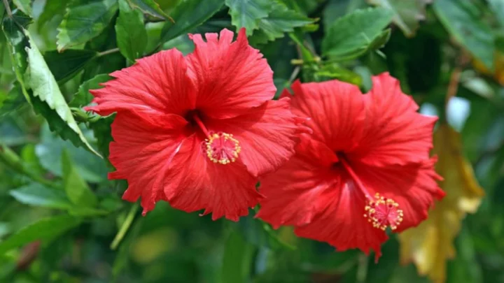 Hibiscus flower
