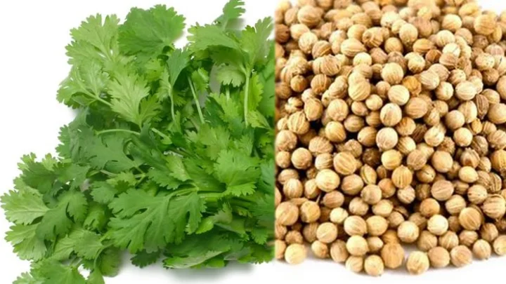 Coriander seeds