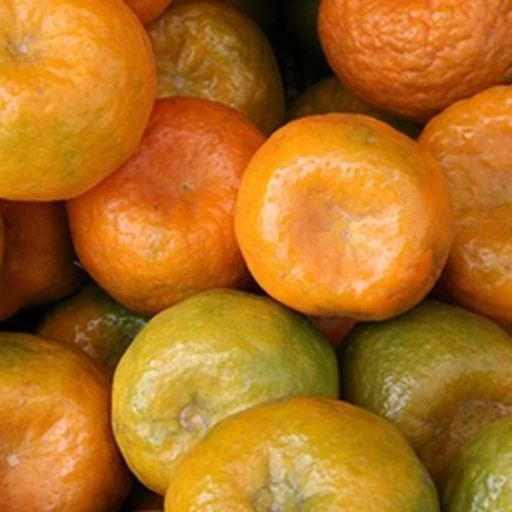 संत्रा  उत्पादन वाढवण्यासाठी आयआयएम नागपूर घेणार पुढाकार