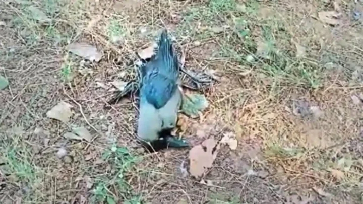 கோழிப் பண்ணை