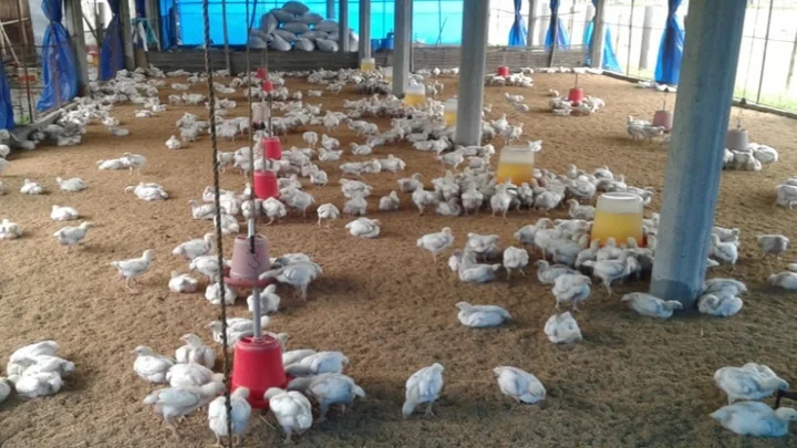 238 birds