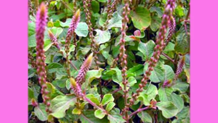 நாயுருவி செடி