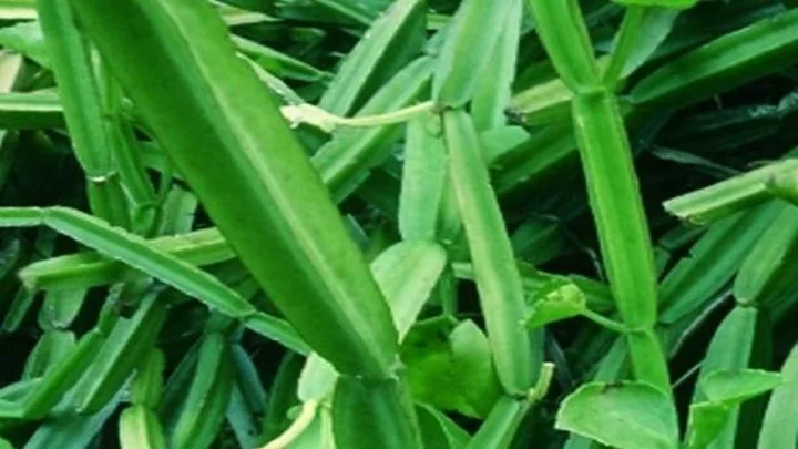 ‌பிரண்டை