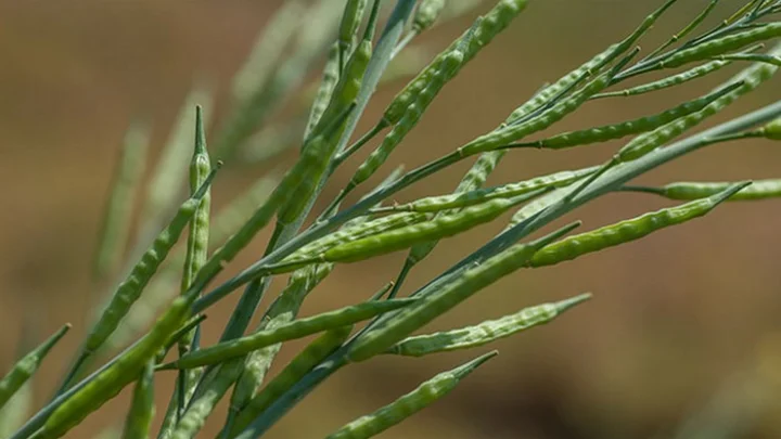 பல்வேறு நன்மைகளை அள்ளித்தரும் கடுகு !!