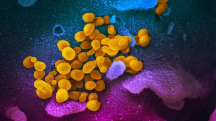 மஞ்சள் பூஞ்சை