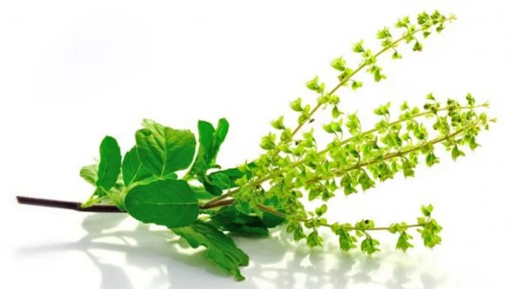 Tulsi