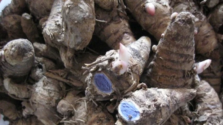 Black turmeric