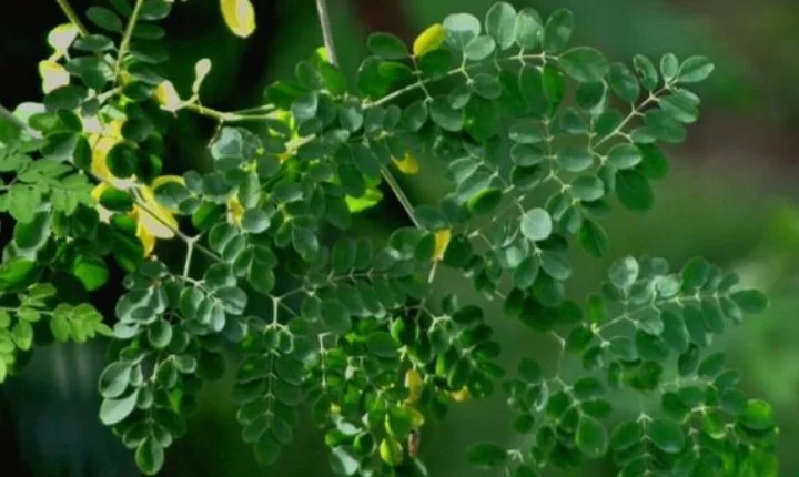 கொரோனாவால் பாதிக்கப்பட்டவர்கள் நிச்சயம் சாப்பிடக்கூடாத உணவுகள்!