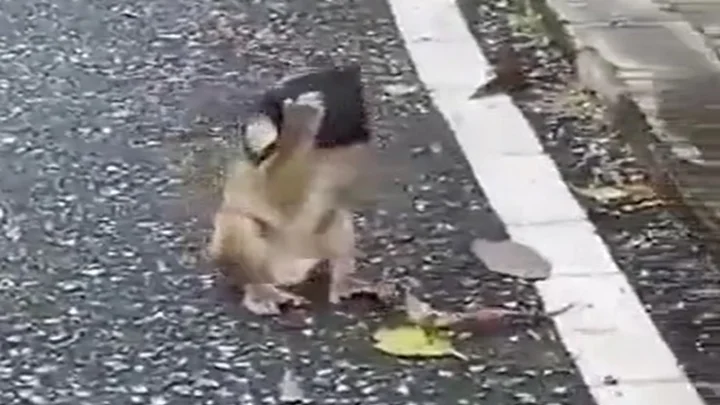 Monkey wearing a mask