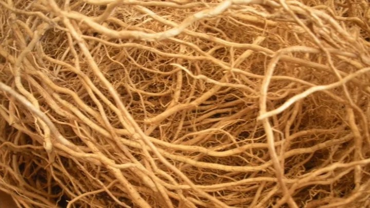 மருத்துவ குணங்கள்