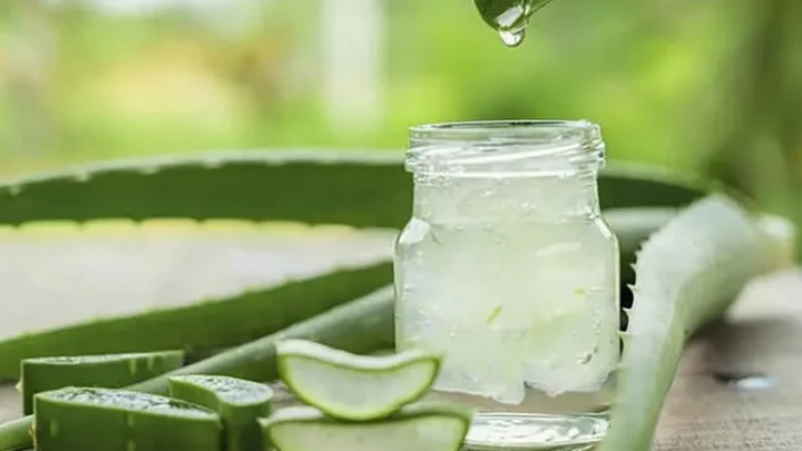 Aloe Vera