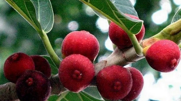 ஆலம் பழம்