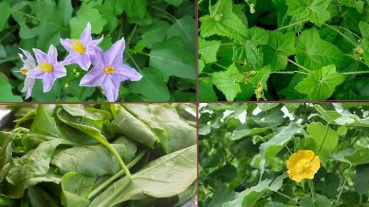 மூலிகைகள்