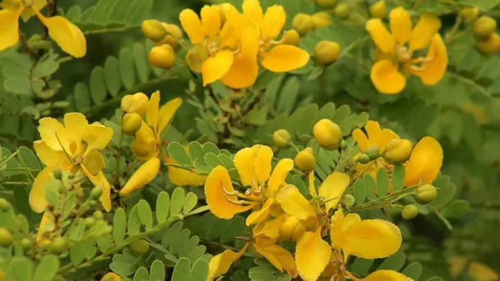மருத்துவகுணம்