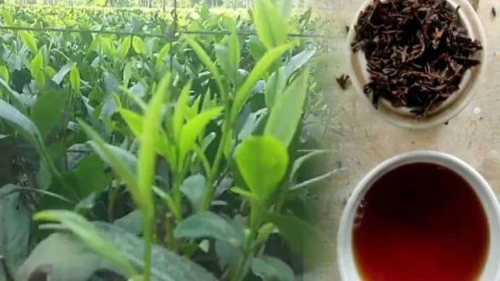 ஒரு கிலோ தேயிலை ரூ.99,999க்கு ஏலம்: அப்படி என்ன இருக்கு?