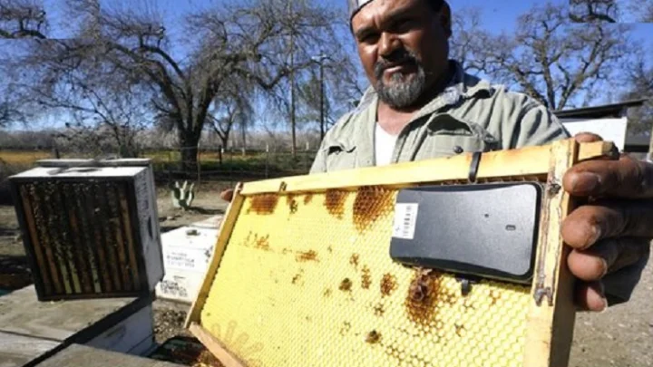 தேன்கூடுகள் திருடுபோவதை தடுக்க ஜிபிஎஸ் கருவிகள்!