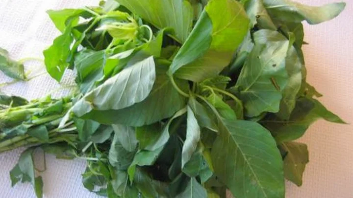 முளைக்கீரை