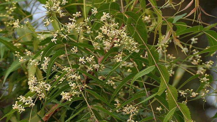 பொடுகை விரட்ட அற்புத மருந்து வேப்பம்பூ