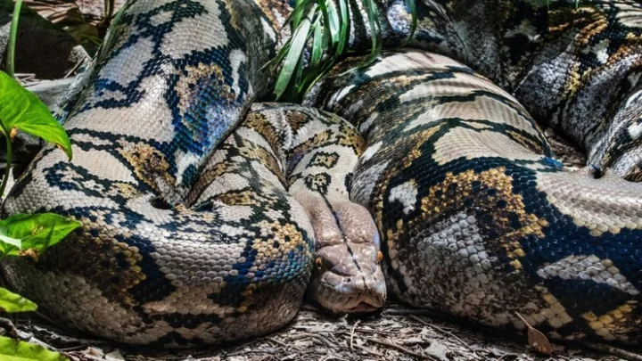 mountain snake