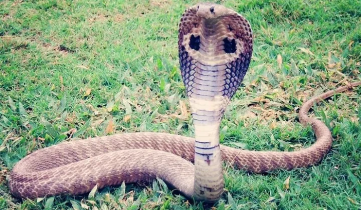 Cobra