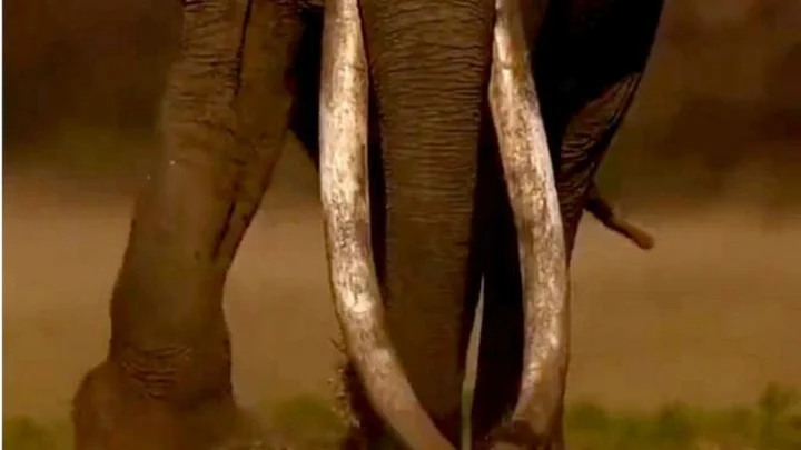 longest tusks in Asia