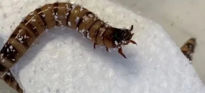 Super Worms