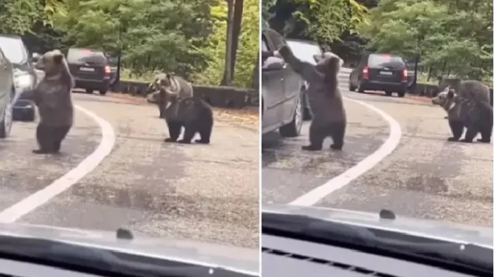 HiFi கொடுத்து சென்ற கரடி: வைரல் வீடியோ!!