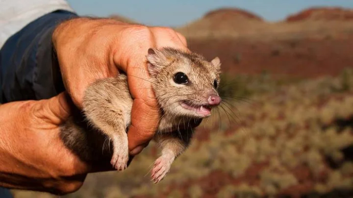 Northern Quolls
