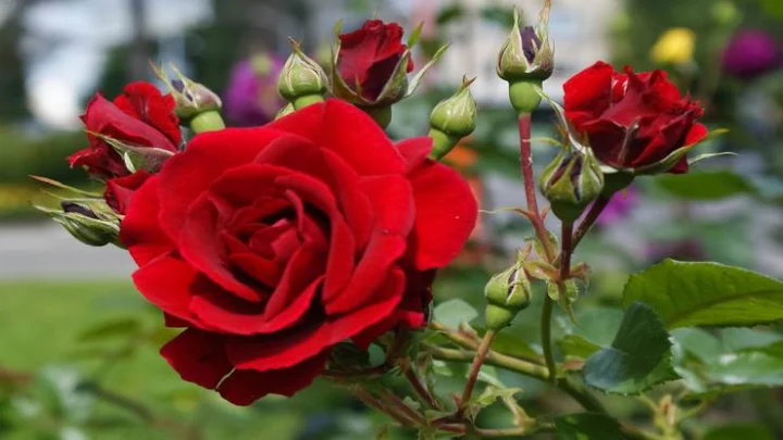 Red Rose