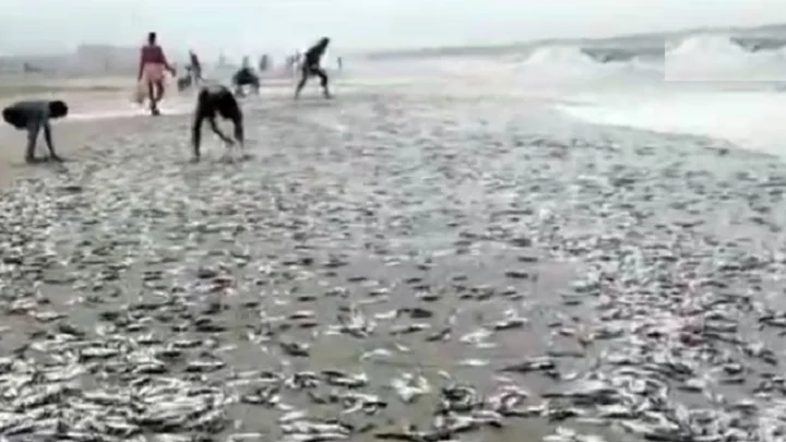 மீன்கள்