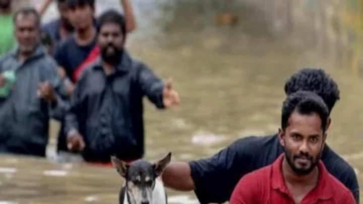 nellai