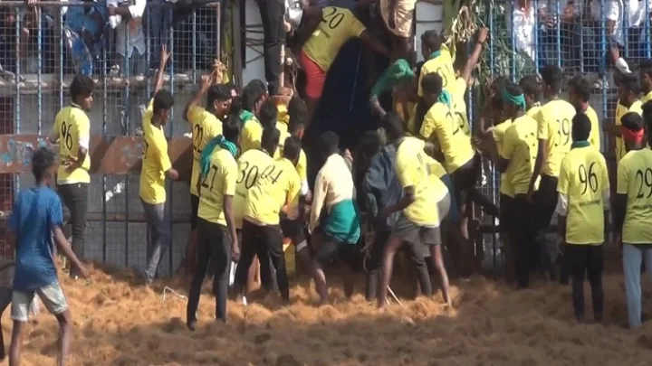 jallikattu