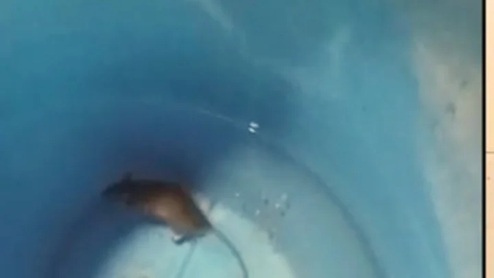 rat