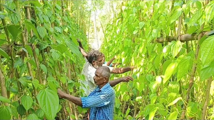 Agriculture affected