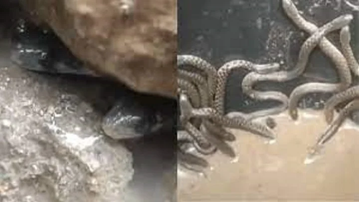 Snakes