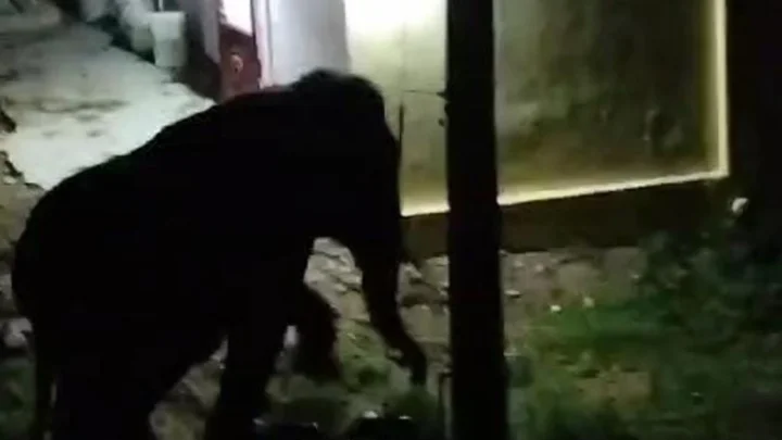 ஏண்டா நான் போற பாதையில வண்டியை நிறுத்தி வச்சு இருக்க - வாகனங்களை தள்ளி விட்டு சென்ற ஒற்றை காட்டு யானை!