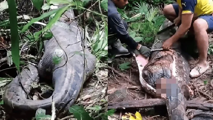 மலைப்பாம்பு