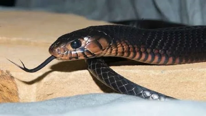 Snake