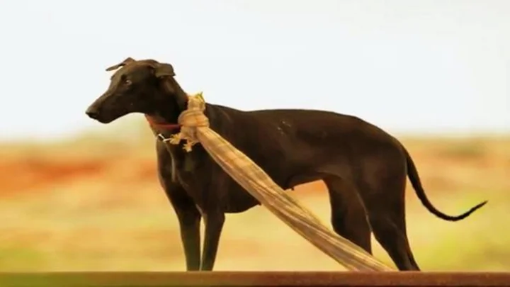 பரியேறும் பெருமாள்