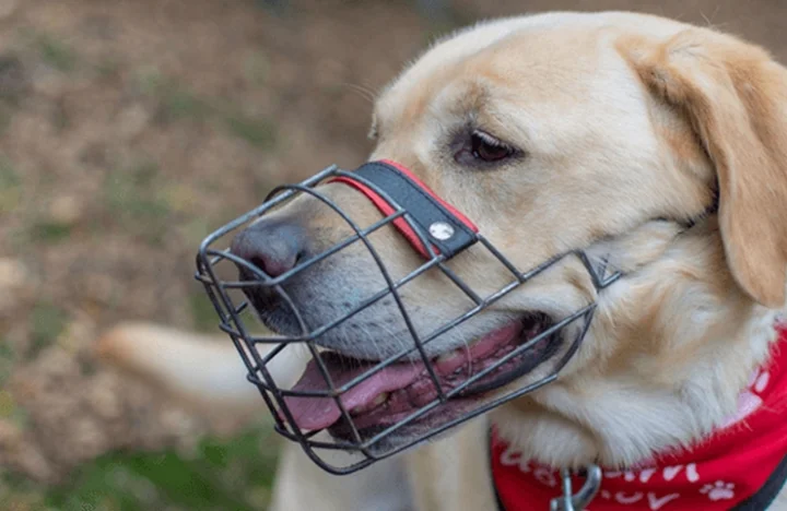 Dog Muzzle