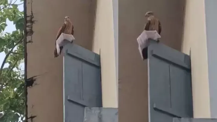 பருந்து