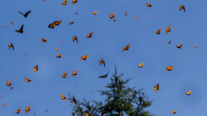 இந்தியாவின் முதல்