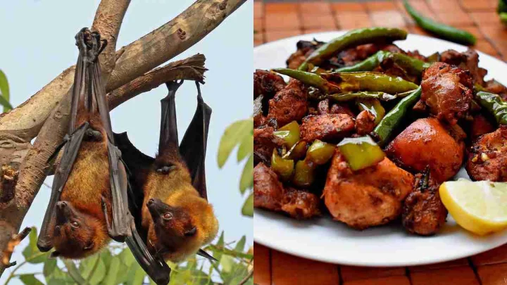 Bat meat sale in salem