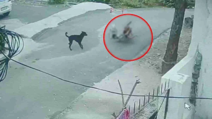 udaipur dog attack