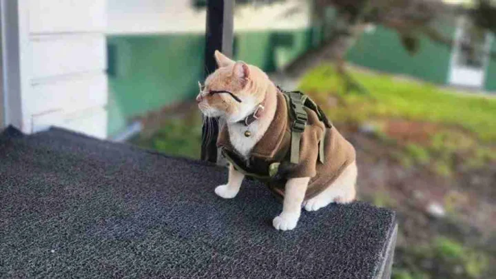 Naruto Cat