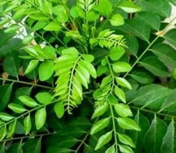 Curry leaves benefits