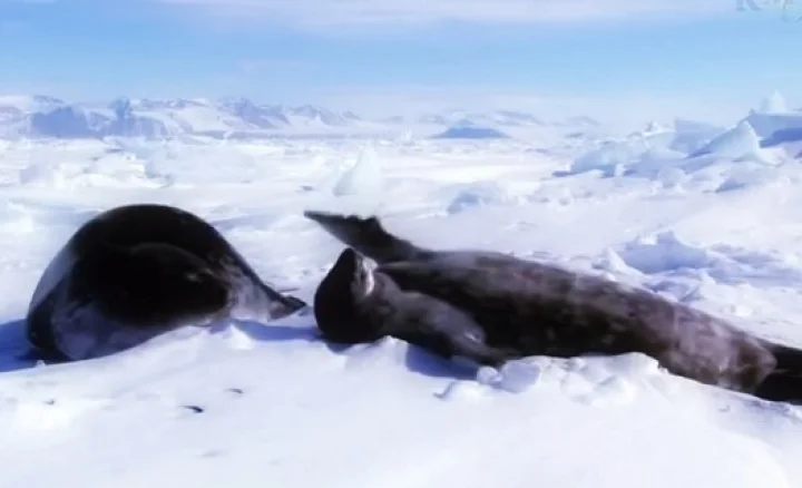 Antarctica continent