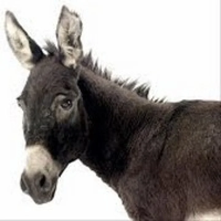 જોક્સ - ગઘેડો