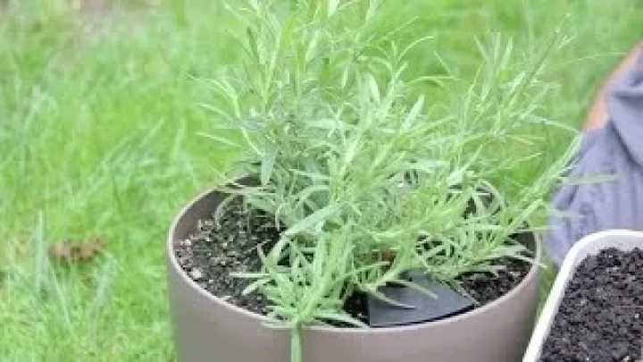 Rosemary plant benefits